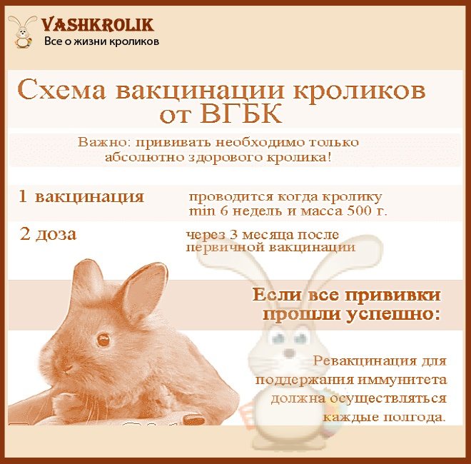 О вакцинации кроликов: какие прививки и когда их лучше делать, какая первая