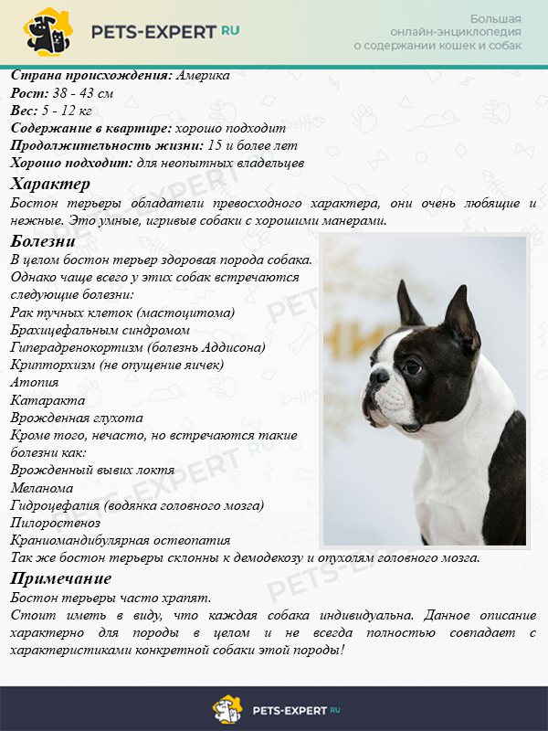 Французский бульдог — фото, описание породы, особенности собаки