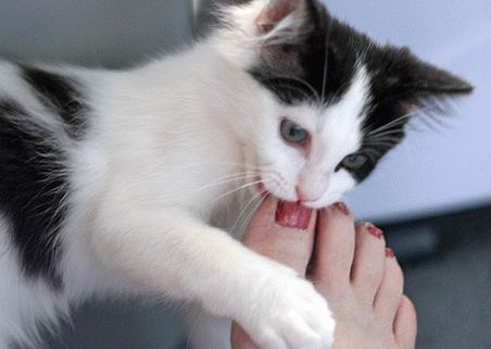 Как отучить котенка кусаться и царапаться – 8 способов