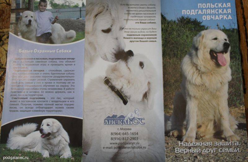 Польская подгалянская овчарка: описание породы, характер собаки, цена, щенки, фото, видео