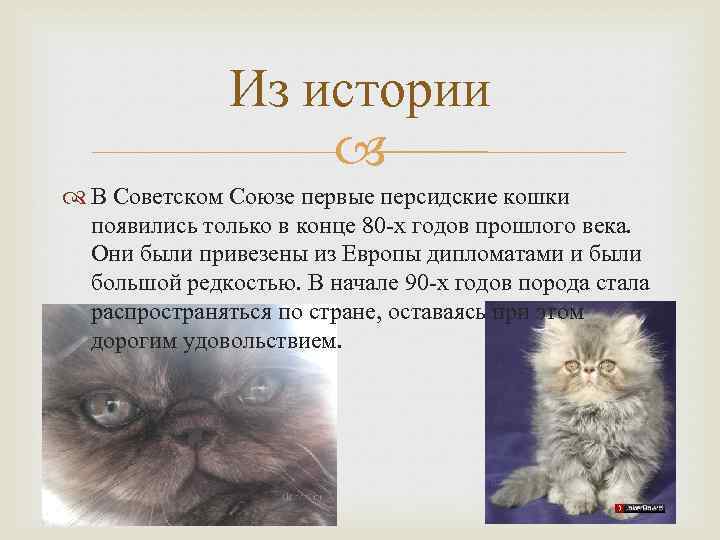 Персидская шиншилла кошка окрасы
