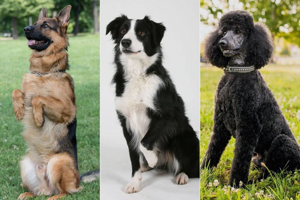 Самые умные породы собак (58 фото): рейтинг преданных и добрых маленьких, средних и больших собак с высоким интеллектом. классификация по стенли корену