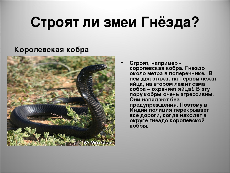 Змея: неизвестная экзотика или проверенный и простой в уходе питомец