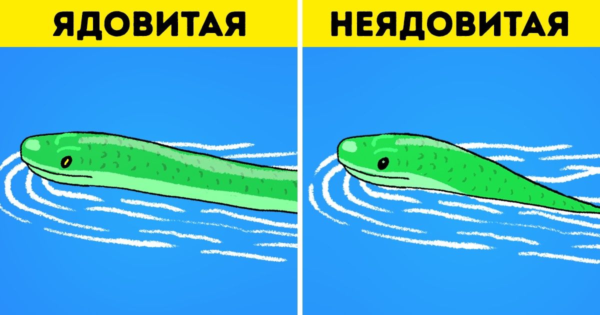 Змеи россии. безвредные. опасные.