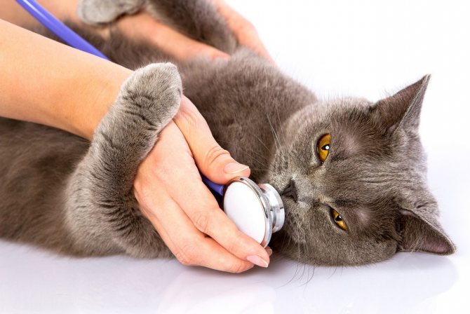Кот или кошка чихают: причины и что делать, чтобы помочь котенку и взрослому животному