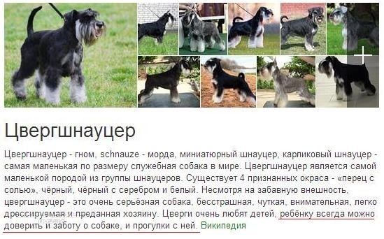 ᐉ описание породы цвергшнауцер - ➡ motildazoo.ru
