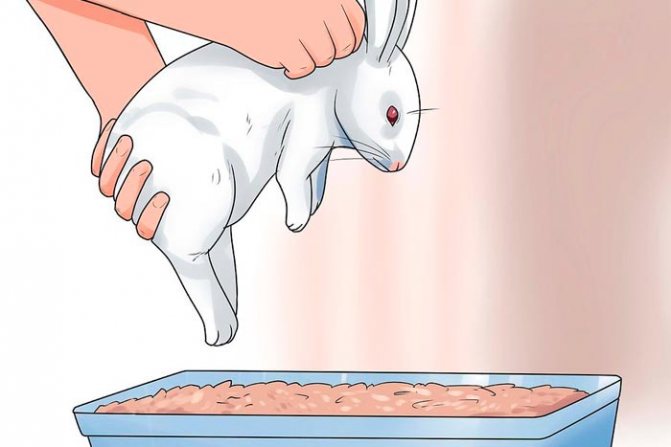 Как приучить кролика к лотку в клетке в квартире