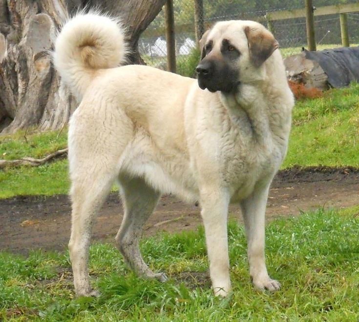 Кангал (турецкая овчарка): фото, характер собаки, уход и цена