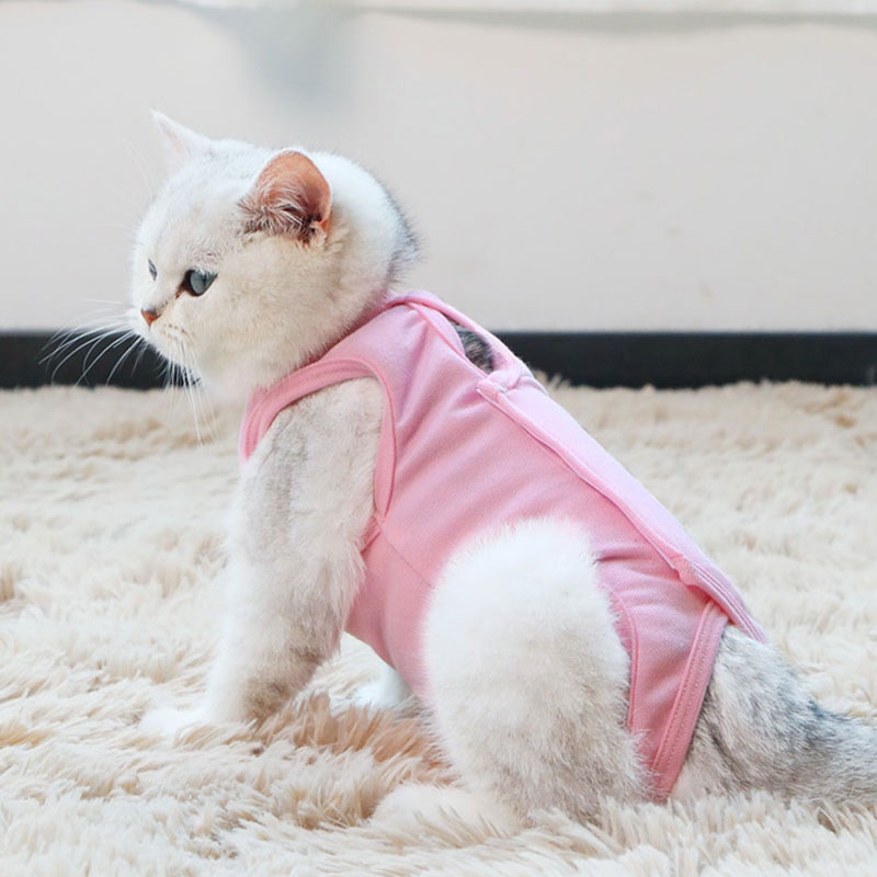 Описание различных видов попон для кошки, как изготовить самостоятельно и одеть