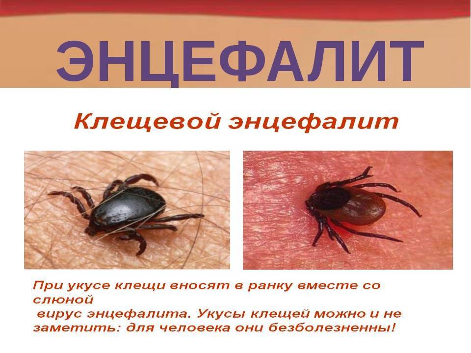 Болезнь собак от укуса клеща, симптомы у собаки после укуса клеща - лечение в zoostatus