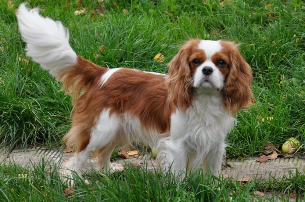 Кавалер-кинг-чарльз-спаниель: все о собаке, фото, описание породы, характер, цена