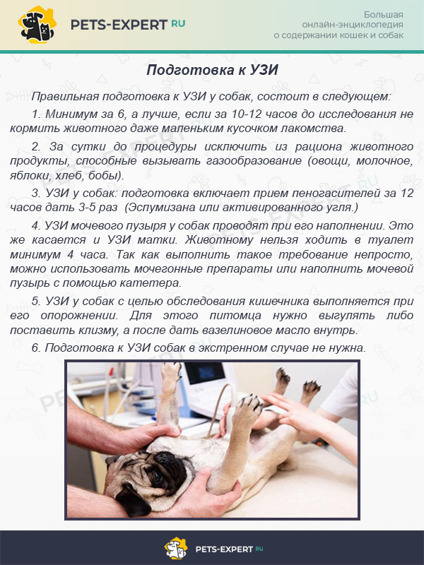 Методы диагностики в оториноларингологии - лечение кошек и собак в ветеринарном центре санавет