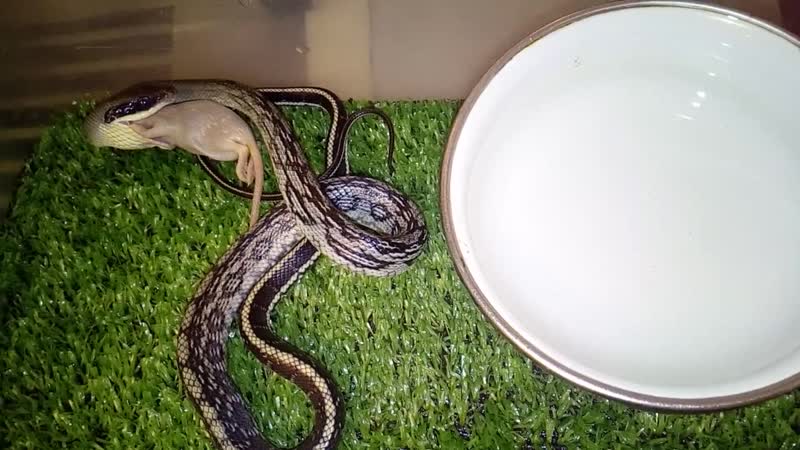 Как кормить змею? | otomkak.com