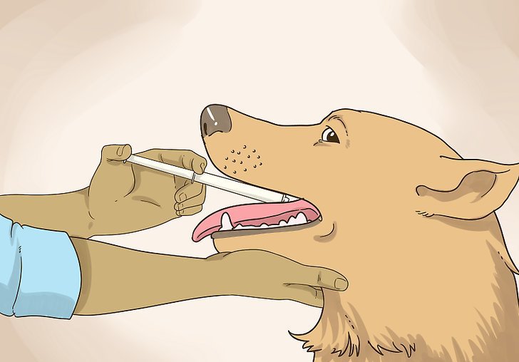 Как правильно давать таблетки собакам?