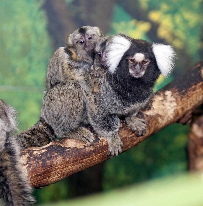 Самые маленькие среди обезьянок в мире