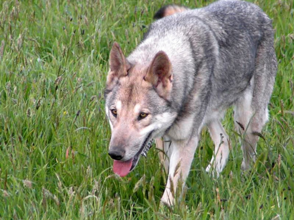 Волкособ (гибрид собаки и волка): ареал обитания, чем питается, опасен ли для человека. советы по содержанию в домашних условиях
