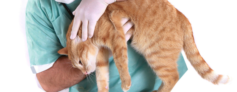 Хроническая почечная недостаточность у кошек (хпн) - симптомы и лечение хпн у кошек в москве. ветеринарная клиника "зоостатус"