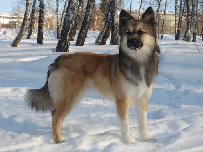 Ненецкая лайка(оленегонный шпиц) — описание, характеристика, фото | все о собаках