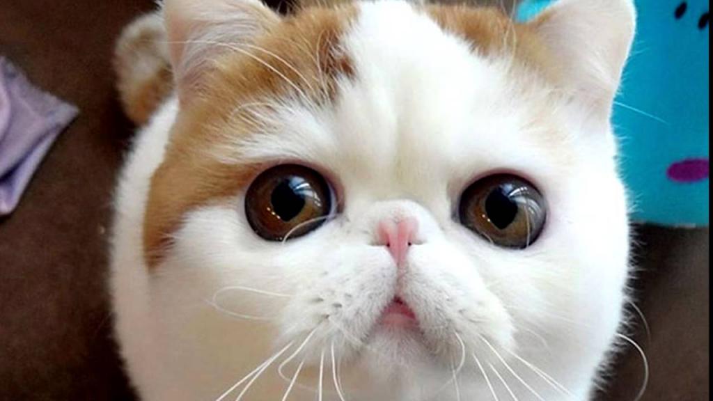 Коты с приплюснутой мордой и большими глазами: как называется порода