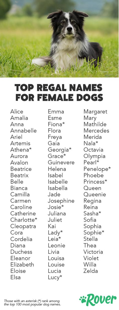 Клички для собак девочек: как можно назвать - легкие, редкие, красивые, прикольные, смешные, русские, популярные, для черной и белой суки имена со значением