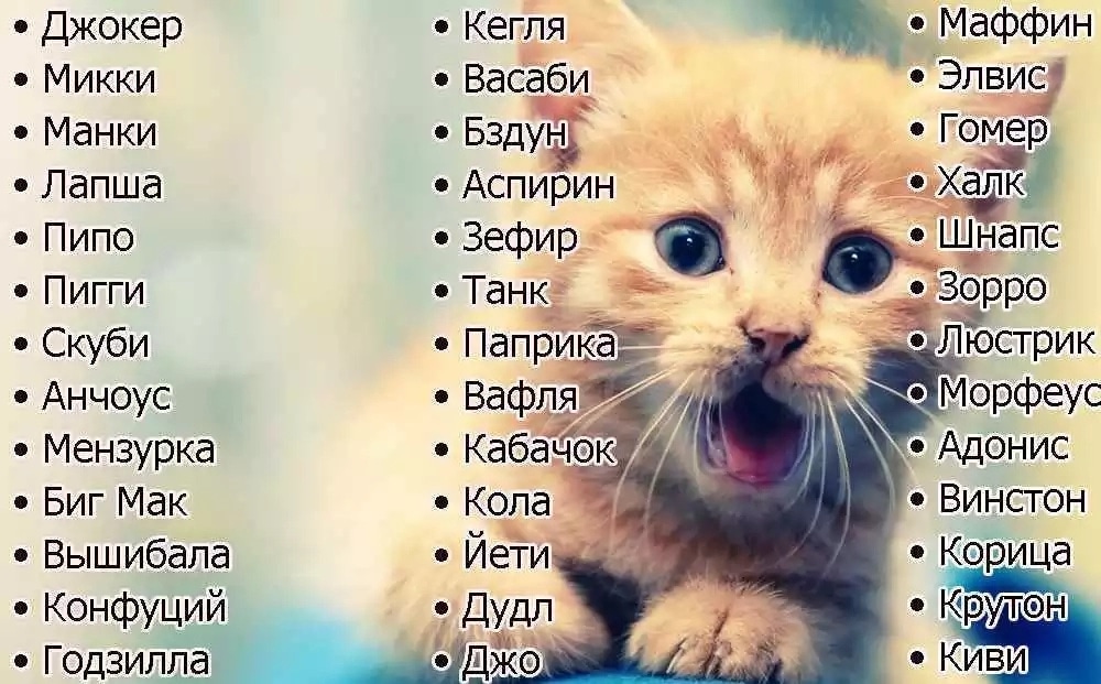 Английские клички | имена кошек с переводом | тайна имени