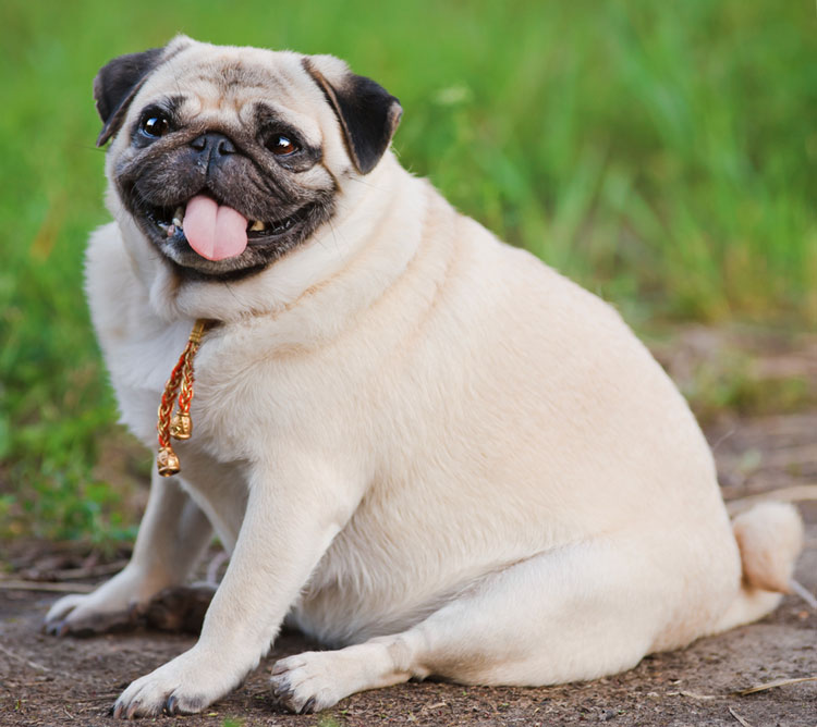 Ожирение у собак – причины появления и что делать | ветмед