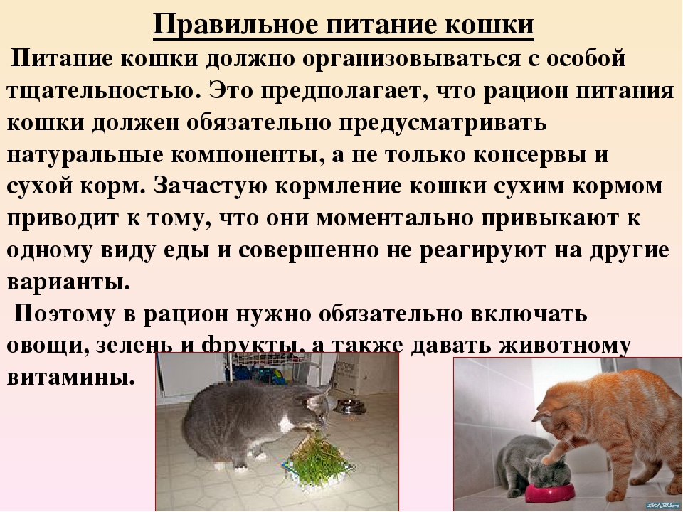 Как сделать:: еда для кошки своими руками — ikirov.ru - энциклопедия товаров и услуг в кирове и кировской области