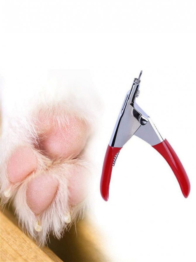 Как правильно стричь когти кошке и коту когтерезкой?