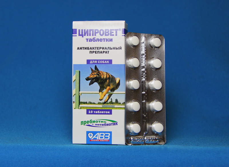 Антибиотики для собак в таблетках фото