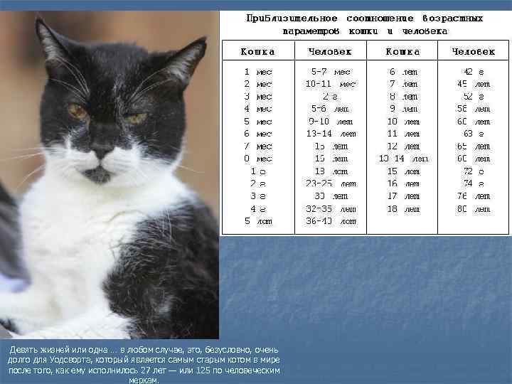 Как определить возраст кошки по внешним признакам и поведению