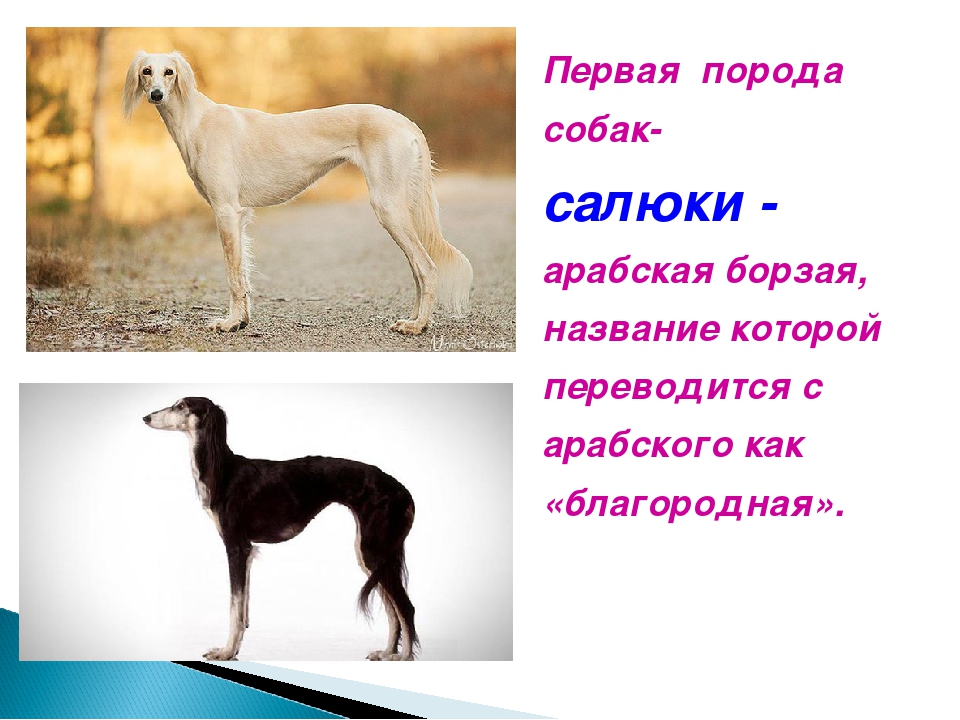 Борзые собаки: описание, популярные породы данной группы.