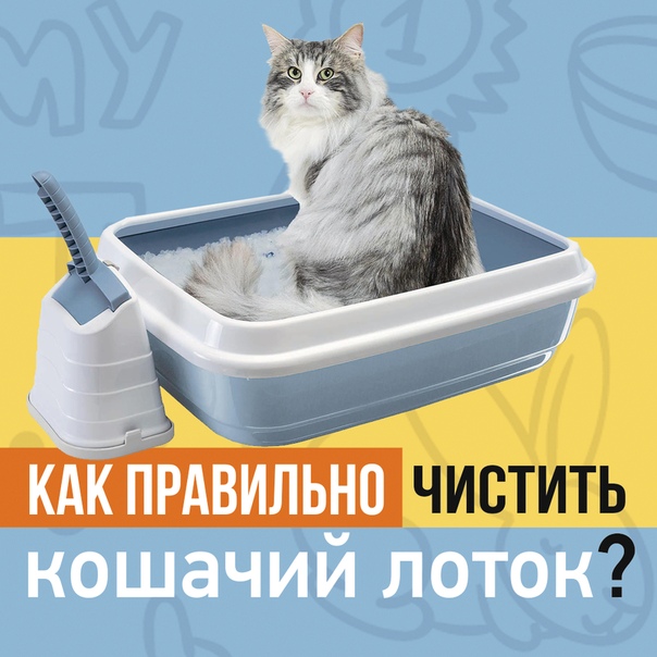 Туалет для кошки: как выбрать. 3 совета от заводчиков - kotiko.ru