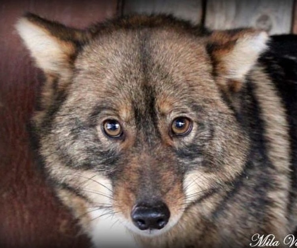 Шалайка (27 фото): описание новой породы собак в россии. характер собаки сулимова. содержание квартерона