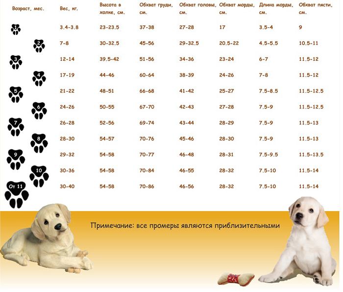 Таблица веса щенка по месяцам