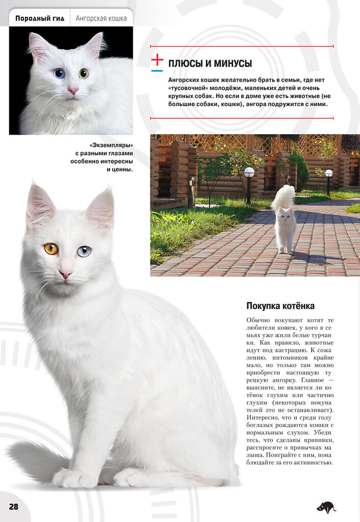 Турецкая ангора фото и описание ангорской кошки
