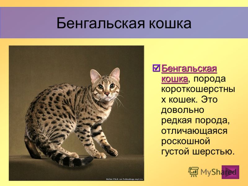 Кошка с окрасом леопарда какая порода