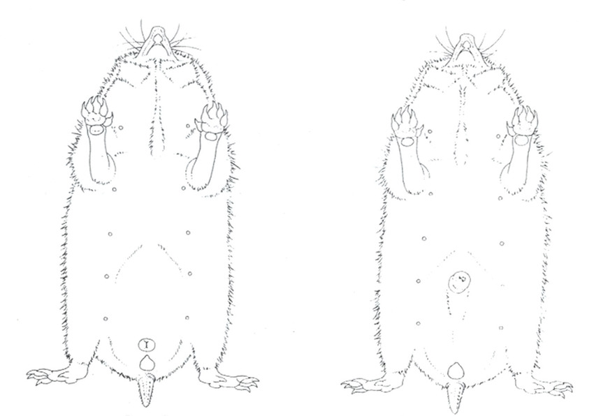 Как отличить крысу. Отличие крысы самца от самки. Половой диморфизм у крыс. Самка и самец ежа.