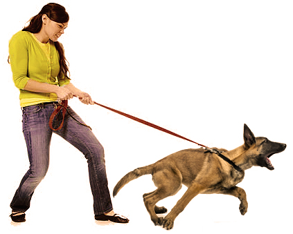Собака во время прогулки грызет поводок. что делать? правильный вариант обучения.