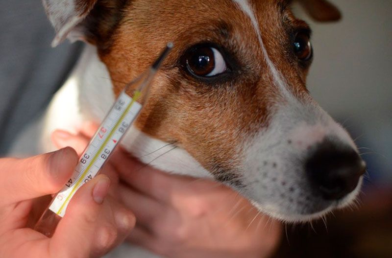 Как померить температуру собаке: способы и приборы для измерения