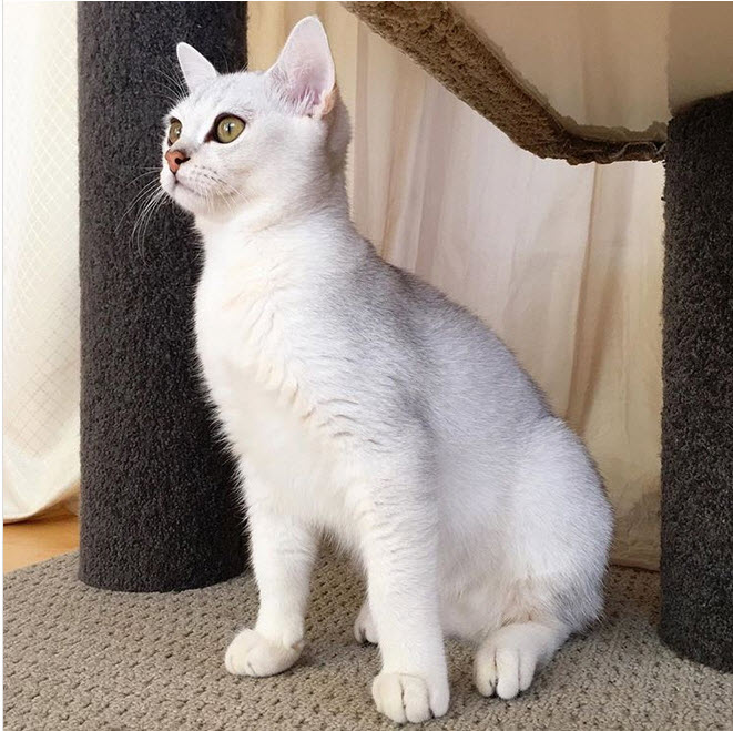 Бурмилла кошка: описание, характер, фото, цена, содержание