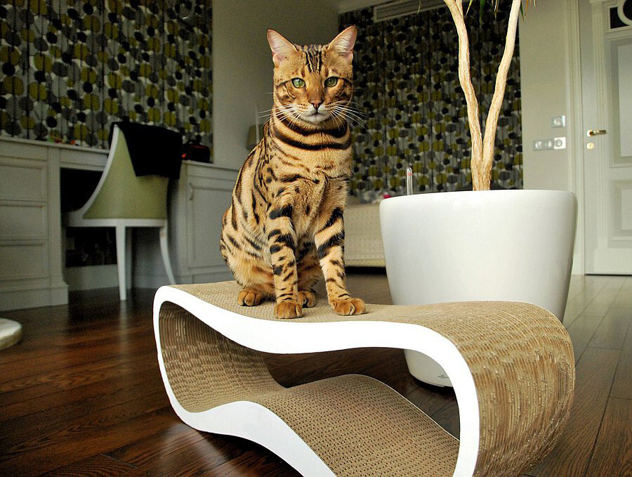 Как отучить кота драть мебель, диваны, обои
