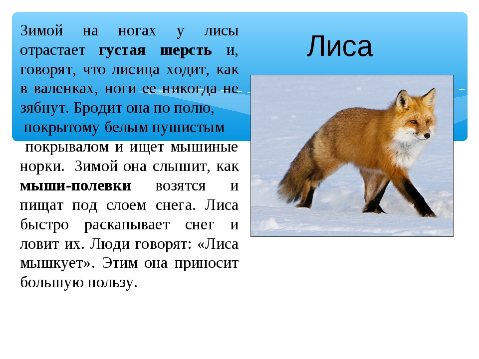 Лиса (лисица) – как выглядит, окрас, виды, ареал обитания в дикой природе, враги, фото, интересные факты, ценность меха лисы