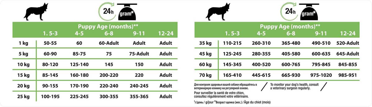 Сколько раз надо кормить собаку: взрослую и щенков