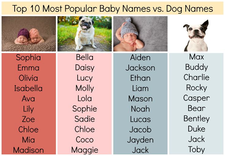 Клички для собак-девочек маленьких пород: прикольные и красивые имена, которыми можно назвать девочек-щенков мелких пород