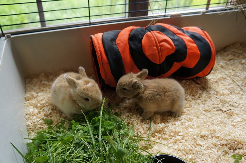 Как ухаживать за кроликами дома и на ферме - основные принципы
