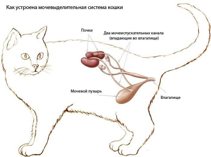 Неспецифическое воспаление кишечника у кошек (innflammatory bowel disease)