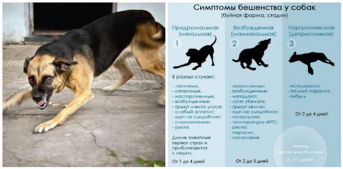 Болезни передаваемые между кошками и собаками | catdogcity