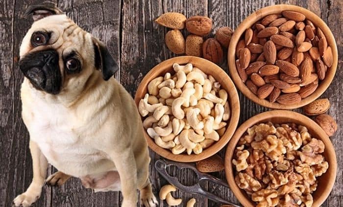 Можно ли собакам давать огурцы: в чем польза и вред овощей, как кормить