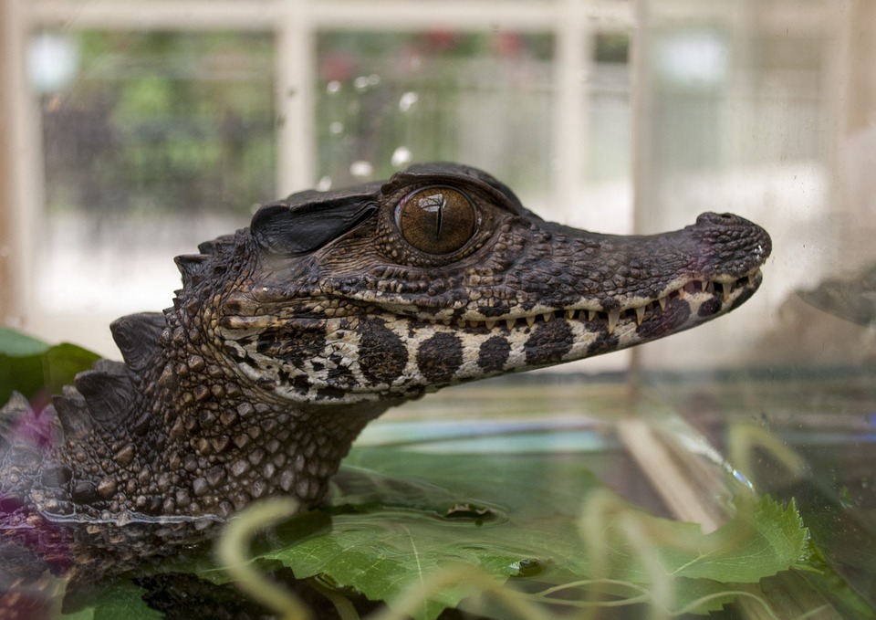 Крокодил - лучшие 116 фото самых зубастых пресмыкающихся