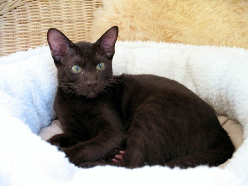 Кошка гавана браун (havana brown cat)